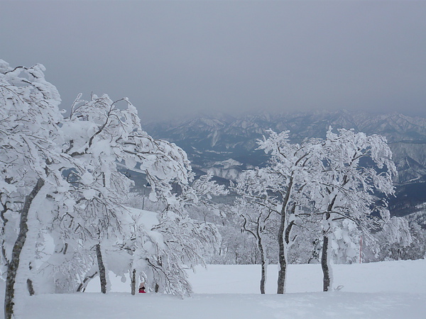 2010山形~秋田~阿仁合~冰樹 203.jpg