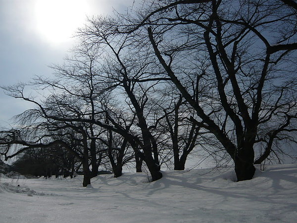 2010山形~角館~檜木內川岸垂柳櫻 071.jpg