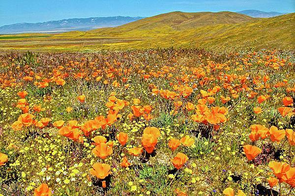 ca-poppies-goldfields-lacy-phacelia-popcorn-flower-antelope-valley-ca-poppy-reserve-california-ruth-hager (1).jpg