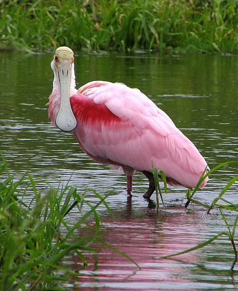 800px-Roseate_Spoonbill_-_Myakka_River_State_Park.jpg