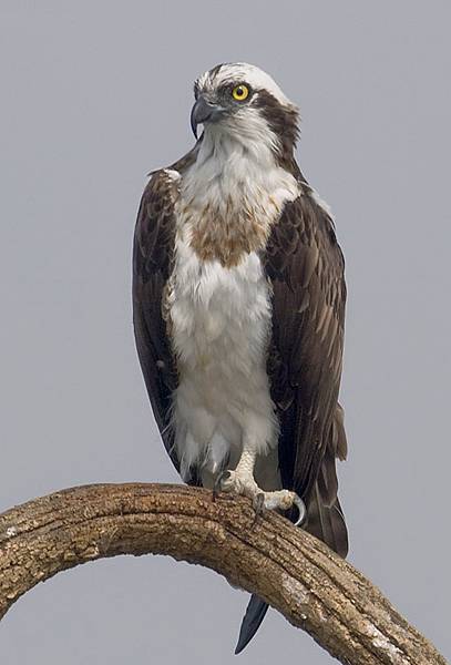 2010-kabini-osprey.jpg