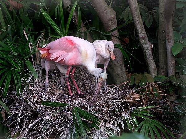 Platalea_ajaja_-parent_and_two_chicks_on_nest-8a.jpg