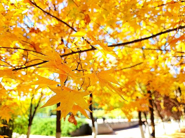 北京奧森公園秋色之一