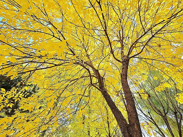 北京奧森公園秋色之一