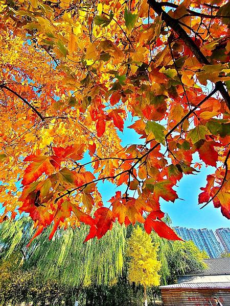 北京奧森公園秋色之一