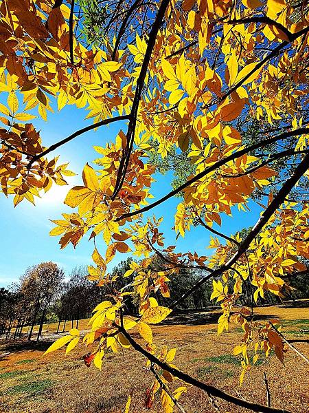 北京奧森公園秋色之一