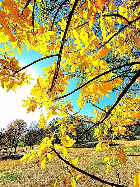 北京奧森公園秋色之一