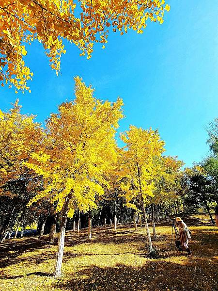 北京奧森公園秋色之一