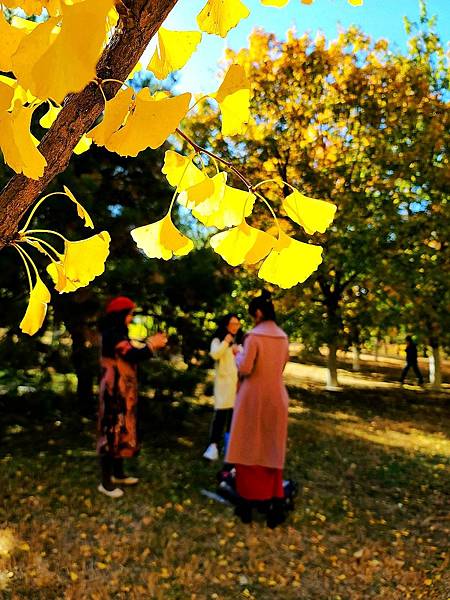 北京奧森公園秋色之二