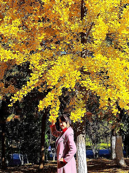 北京奧森公園秋色之二