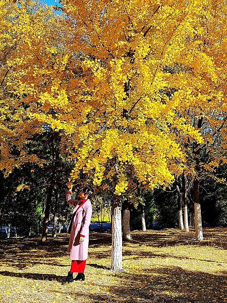 北京奧森公園秋色之二