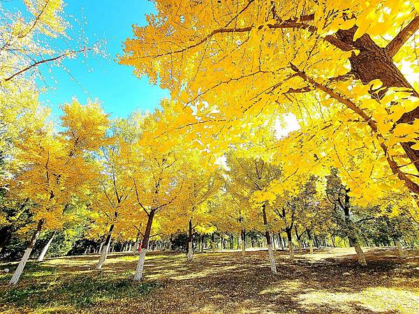 北京奧森公園秋色之二