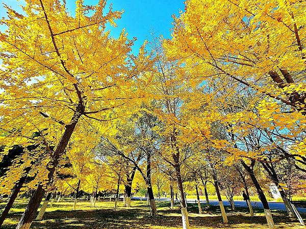 北京奧森公園秋色之二