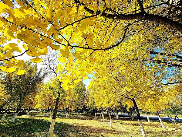 北京奧森公園秋色之二