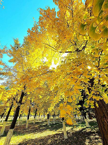 北京奧森公園秋色之三