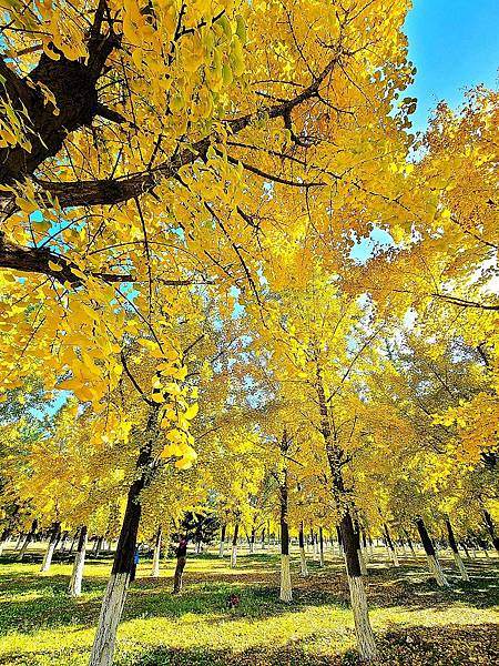 北京奧森公園秋色之三