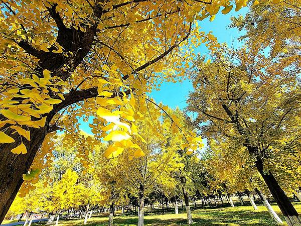 北京奧森公園秋色之三