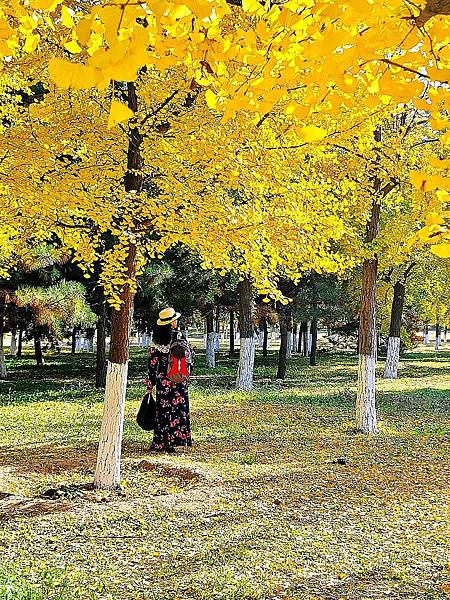 北京奧森公園秋色之三