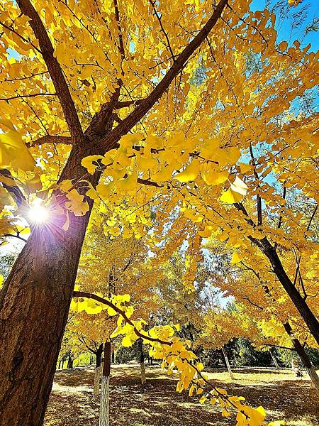 北京奧森公園秋色之三