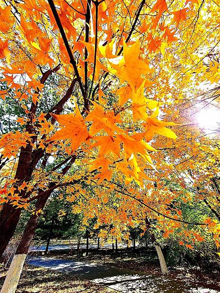 北京奧森公園秋色之三