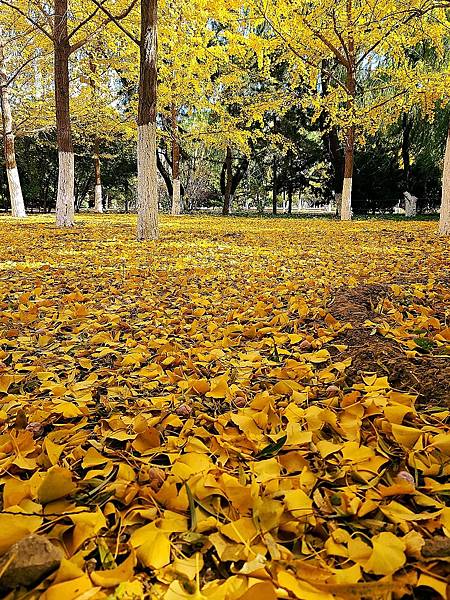 北京奧森公園秋色之四