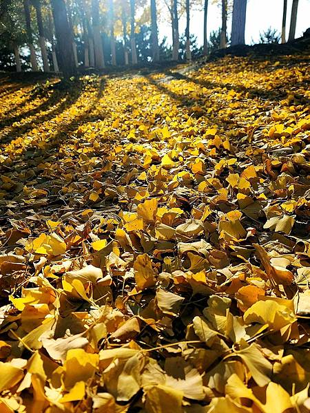 北京奧森公園秋色之四