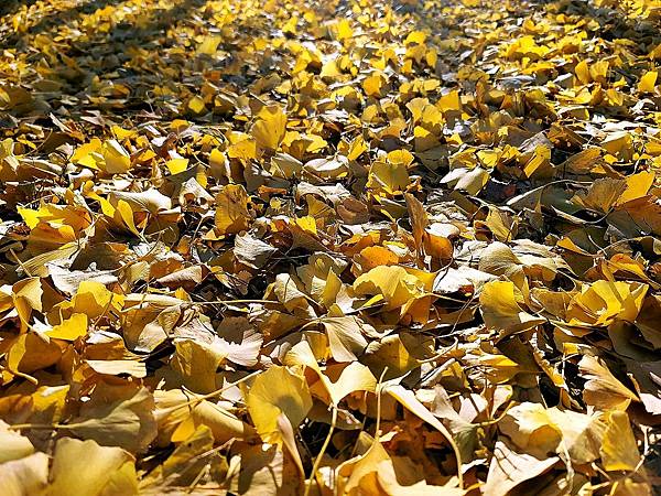 北京奧森公園秋色之四