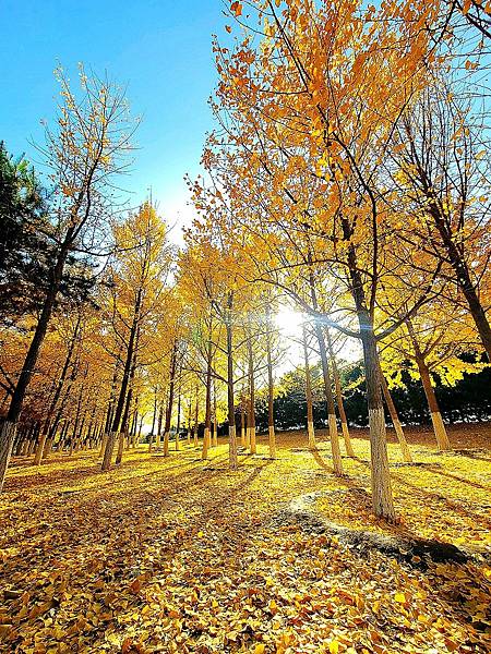 北京奧森公園秋色之五