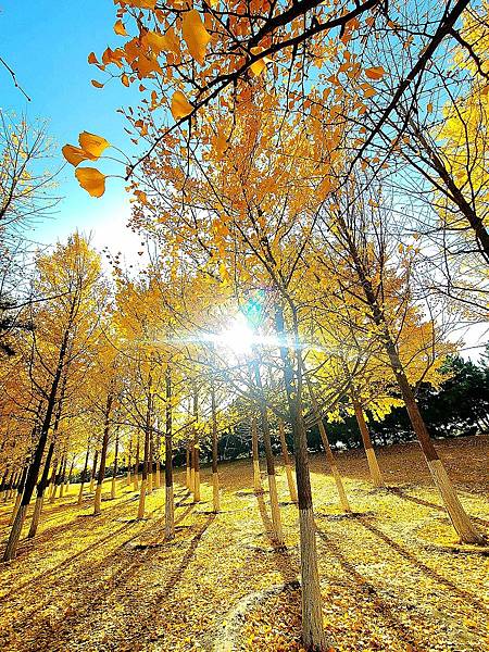 北京奧森公園秋色之五