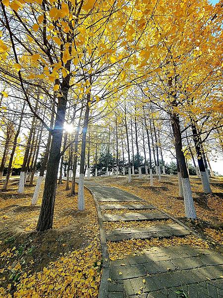 北京奧森公園秋色之五