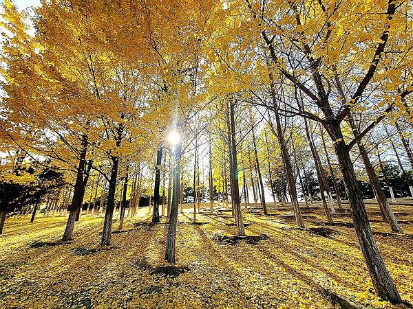 北京奧森公園秋色之五