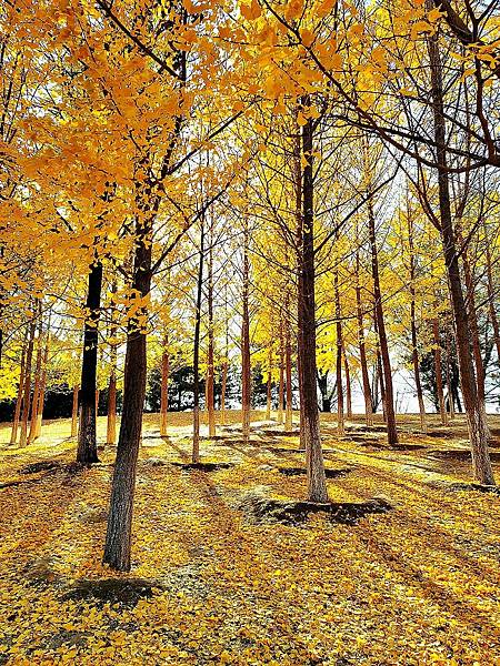 北京奧森公園秋色之五