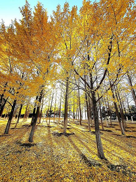 北京奧森公園秋色之五