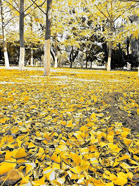 北京奧森公園秋色之五