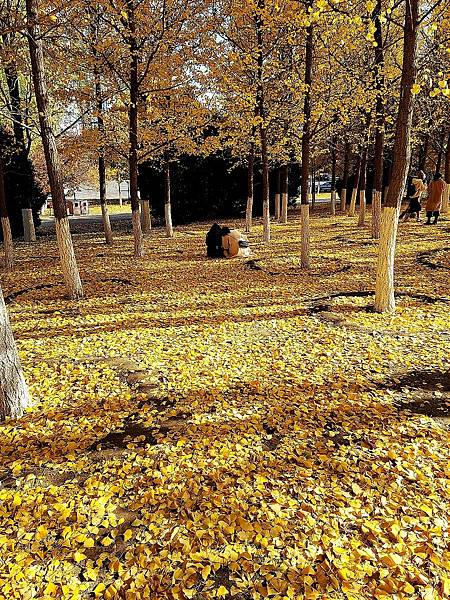 北京奧森公園秋色之六 (最終篇)