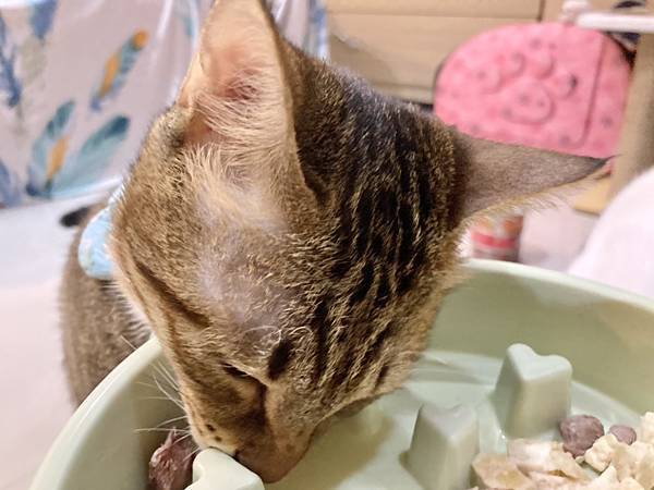 【貓侍Catpool】寵物凍乾零食試吃分享🐱