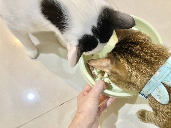 【貓侍Catpool】寵物凍乾零食試吃分享🐱