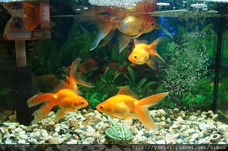 翻肚魚 會仰式游泳的魚 芽米兒遇見幸福 痞客邦