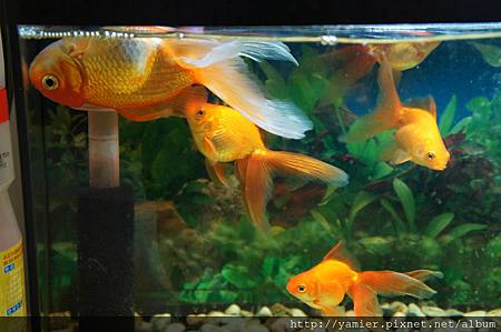 翻肚魚 會仰式游泳的魚 芽米兒遇見幸福 痞客邦