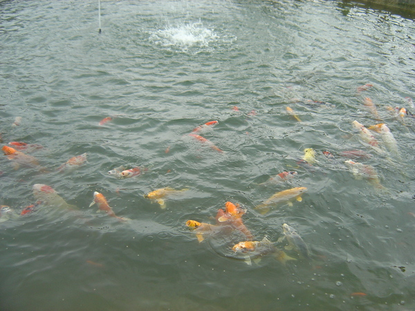 池子裡超多魚的～