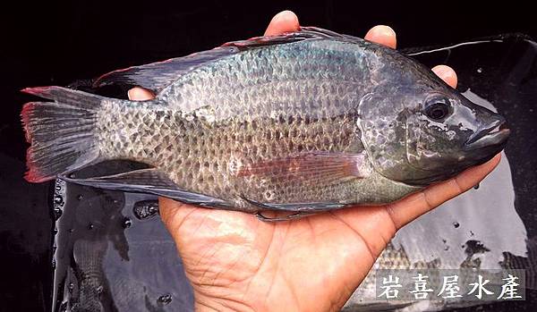 土吳郭魚2 土吳郭魚2