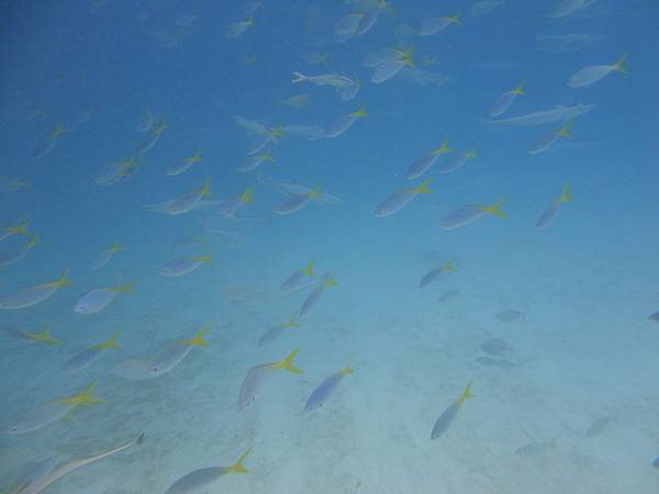 鯊魚礁