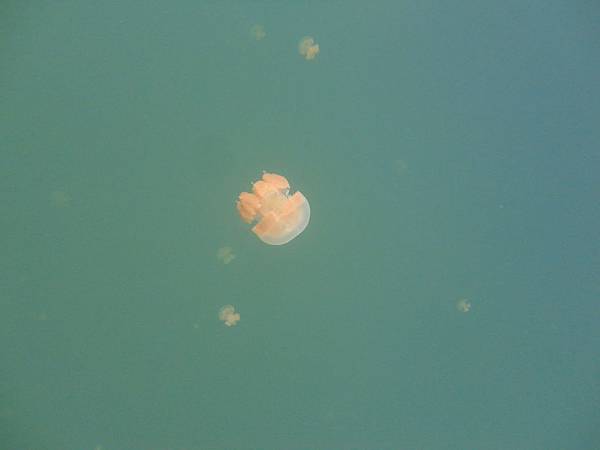 水母湖