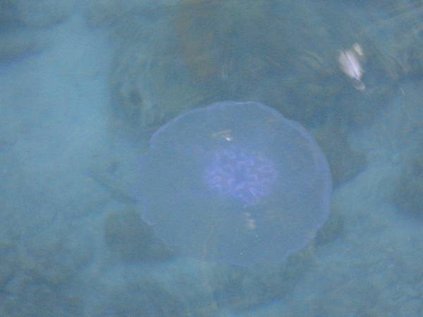 水母湖外的有毒水母