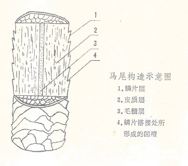 馬尾構造.jpg 馬尾構造.jpg