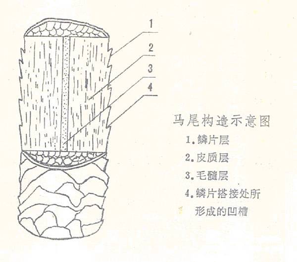 馬尾構造.jpg