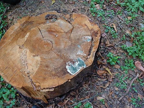 二胡為何要採用硬木來製作琴架子