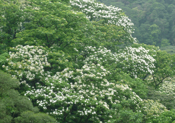 土城桐花季_07.jpg