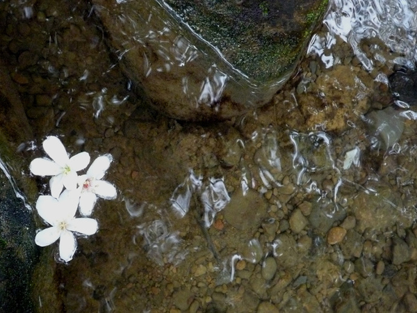 土城桐花季_11.jpg