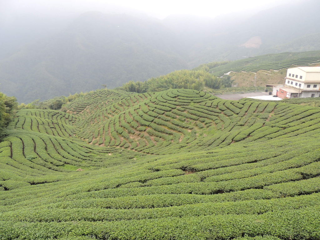 茶園景色